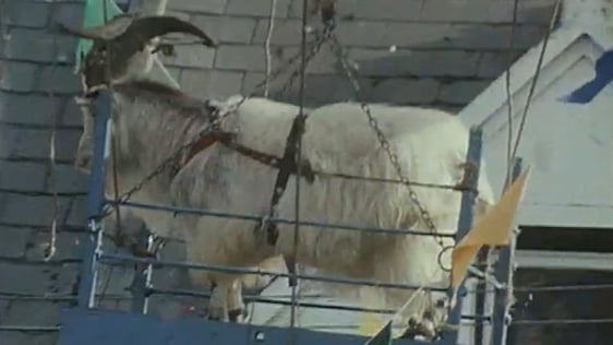King Puck (1976)