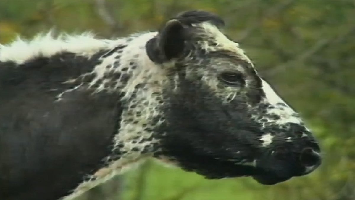 The full story of Bertha - the world's oldest cow!