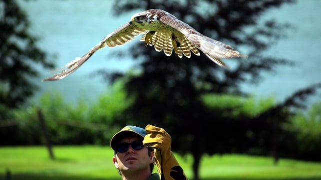 Falcon taking off at Dromoland Castle (Pic: Brendan Gleeson)