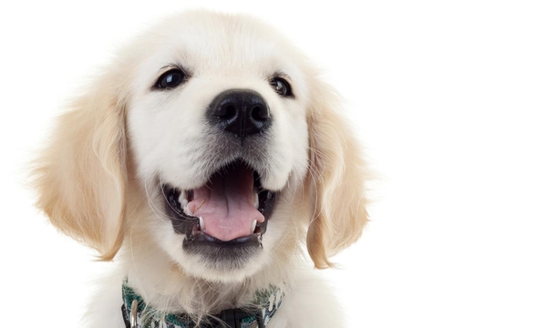 Pets: 'If you can read a dogs body language and read what makes t
