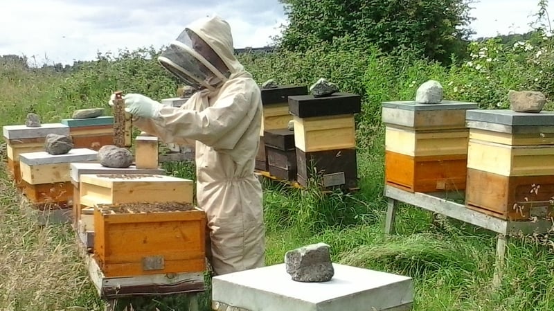 Mil bheach gann san iarthar i mbliana