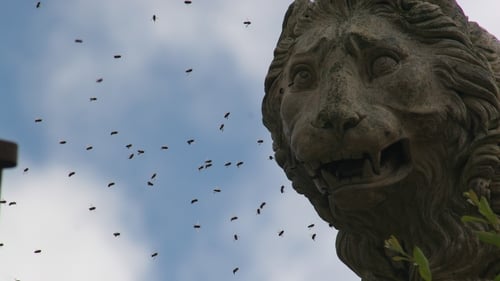 A feral indigenous Irish Honey Bee hive in the statue of a lion on the estate of Mote Park, Roscommon