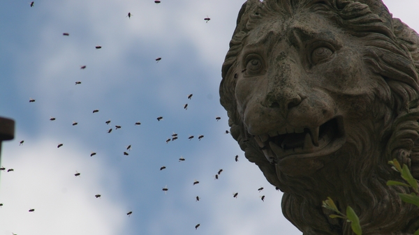 A feral indigenous Irish Honey Bee hive in the statue of a lion on the estate of Mote Park, Roscommon