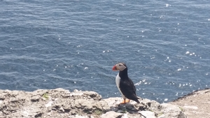 Puffin on Skellig Michael

(Pic: John Whelan)