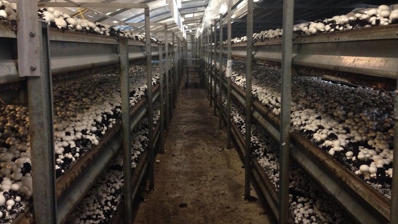 Donegal Investment Group saw an exceptional gain of €19.2m on the disposal of its share in Monaghan Middlebrook Mushrooms