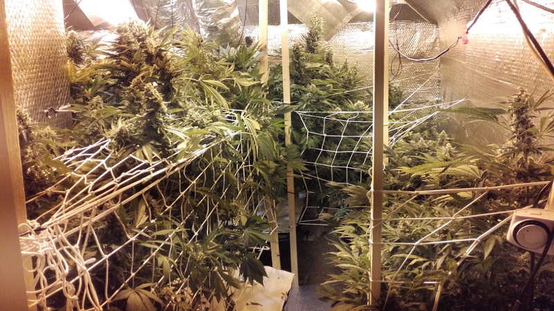The cannabis plants are worth an estimated €150,000