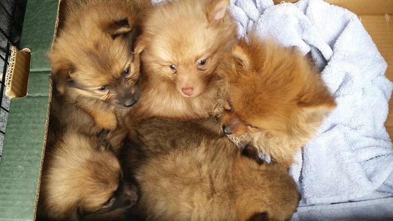 The puppies were found in a cage in the back of a van bound for England