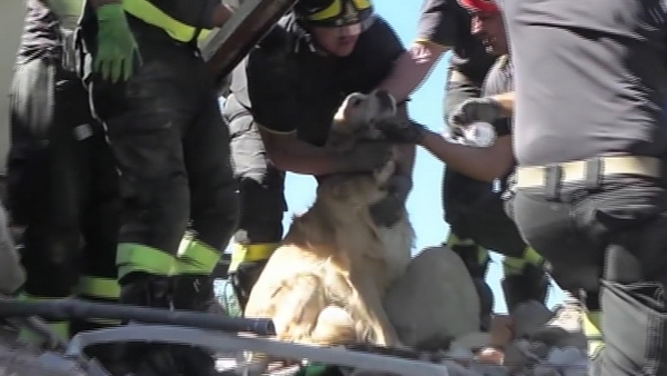 Golden Retriever Romeo was pulled from the ruins of a building in Amatrice yesterday