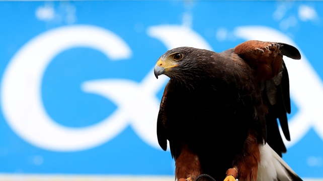 With the world - and Alfie the hawk - watching, it was on to the main event...