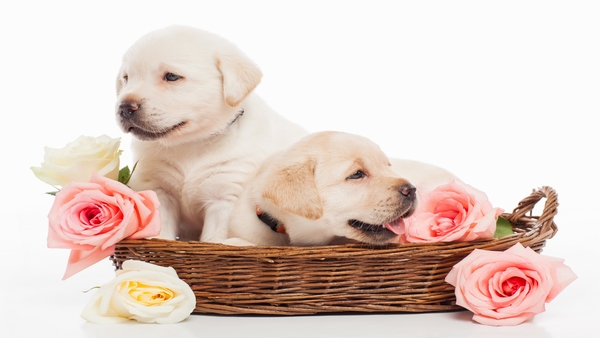 John Grogan, author of Marley & Me: Life and Love with the World's Worst Dog
