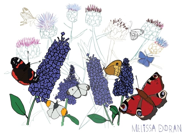 Naturama Butterflies © Melissa Doran