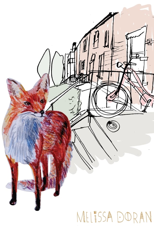 Naturama Fox © Melissa Doran