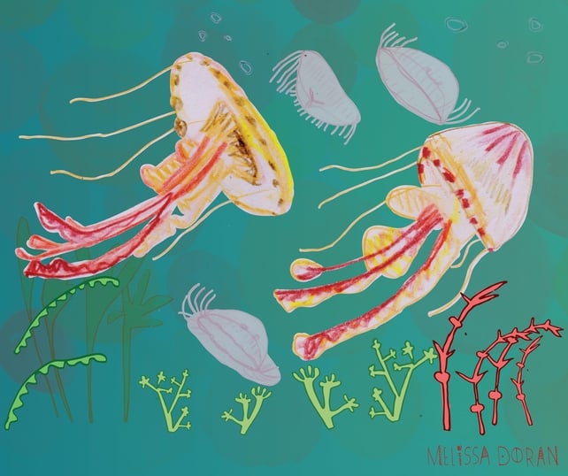 Naturama Jellyfish © Melissa Doran