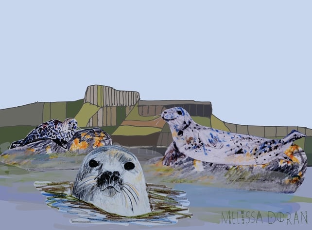 Naturama Gray Seals © Melissa Doran