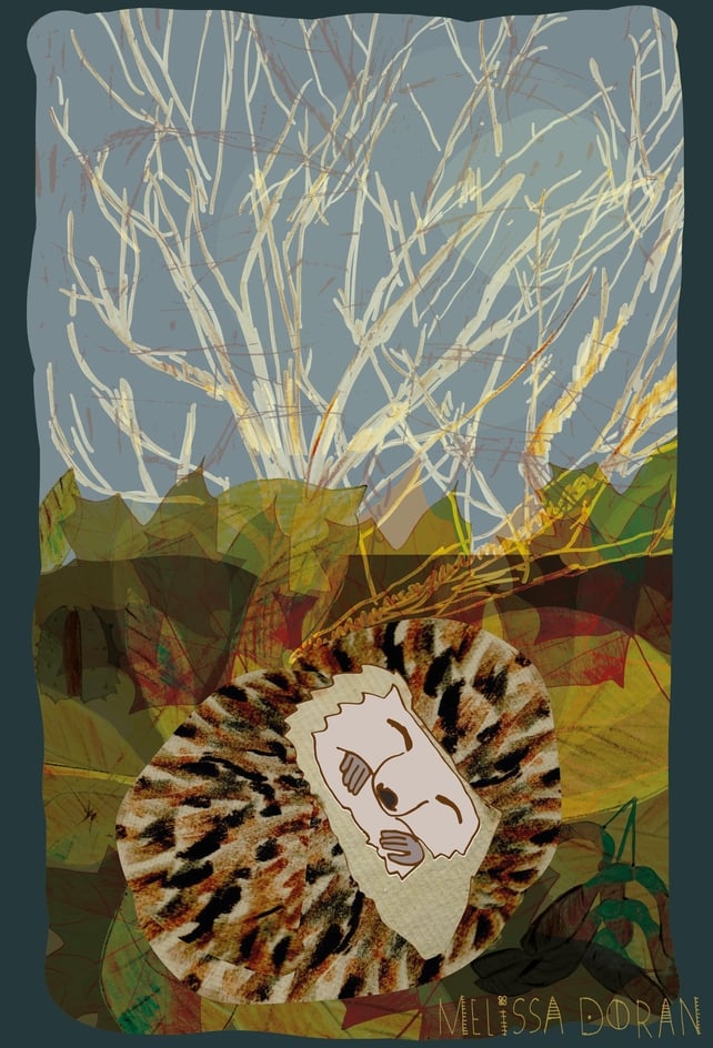 Naturama Hedgehog Hibernating © Melissa Doran