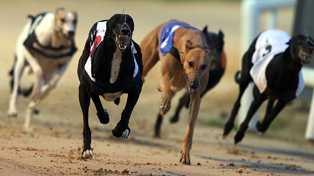 Greyhound Racing Education Courses