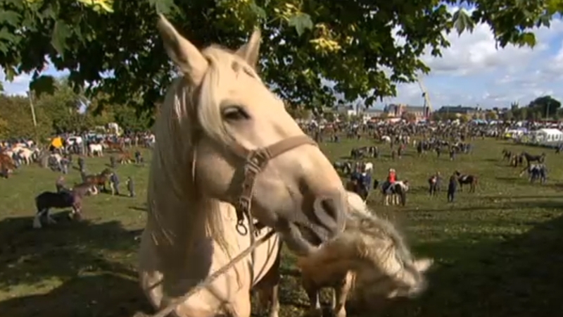 Three days of horse sales will take place on the town's Fair Green as planned next month