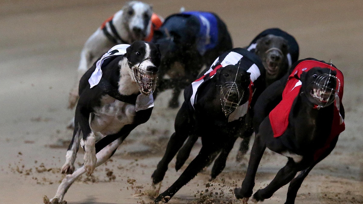 The Irish Greyhound Board asses the future of Ireland’s 16 greyhound tracks