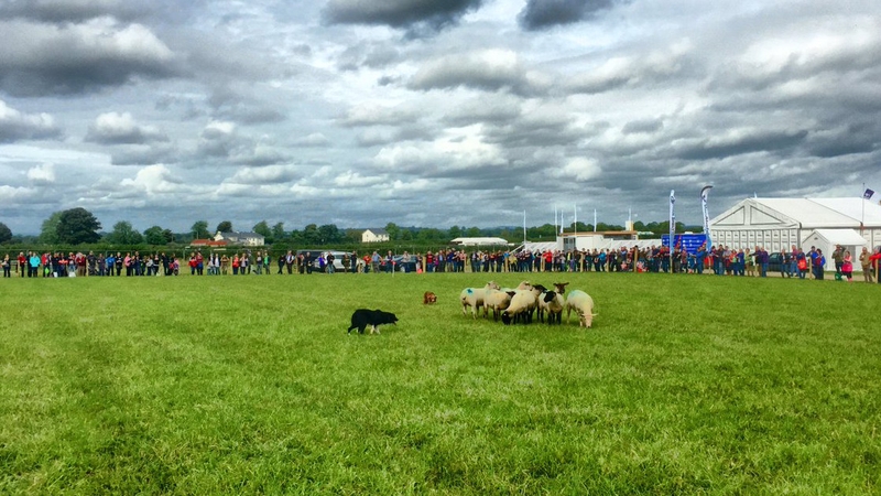Open Eir will provide connectivity to the 280,000 attendees at this year's National Ploughing Championships