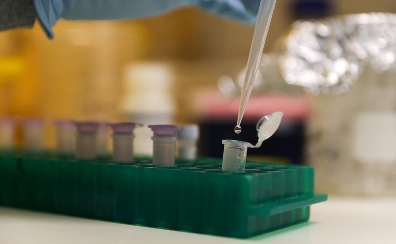 The scientists discovered that the gene influences the regulation of the two pathways that can lead to the repair of the DNA