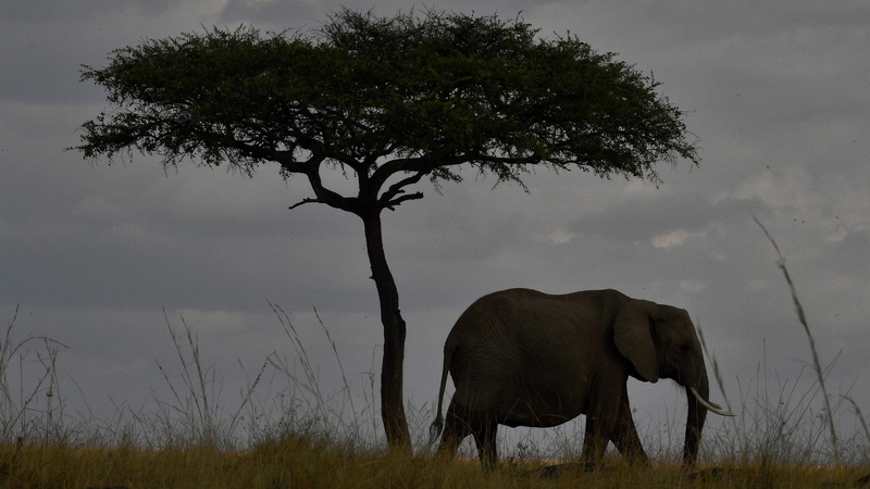 African elephants in Tanzania have seen numbers crash due to poaching, the report says