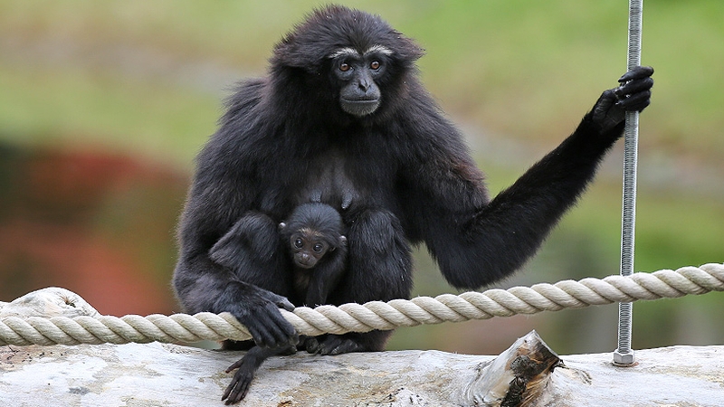 Mother Chloe gave birth to the baby after a gestation period of seven months