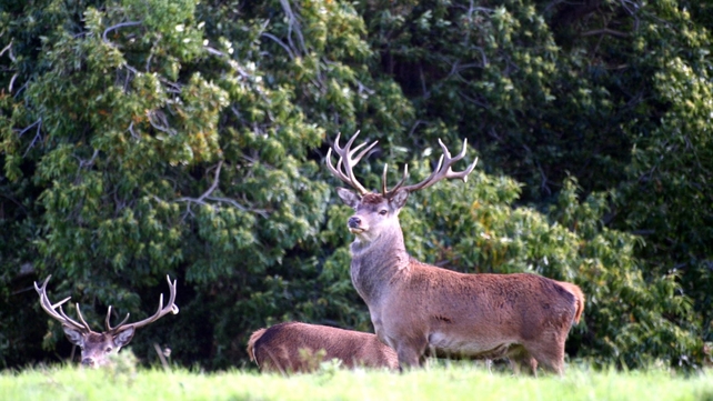 Red deer in Killarney National Park, Kerry (Pic: Catherine Dolan)