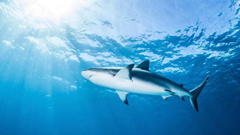 "Sharks could reveal answers to tackle diseases causing pain and suffering to millions"