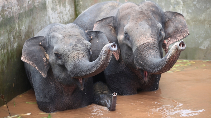 The three elephants were trapped for two days in rising waters