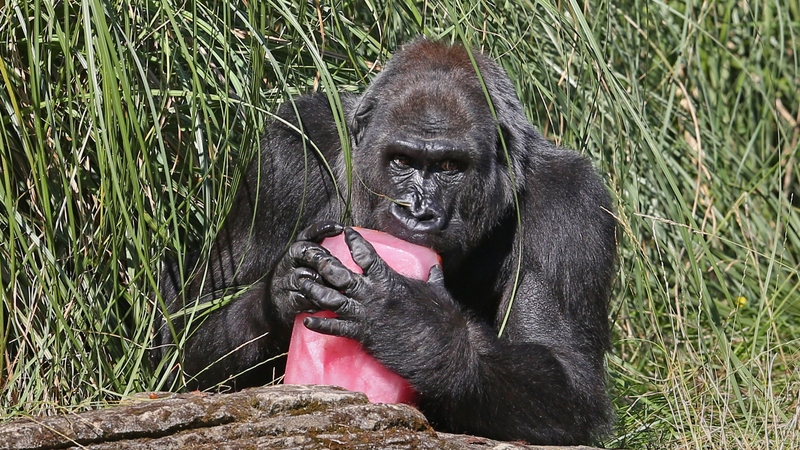 Western lowland gorilla Zaire at London Zoo earlier this year