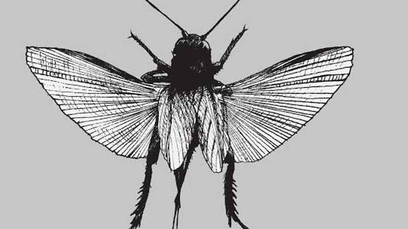 Detail from Fermata's cover: Irish poetry inspired my melody and song.