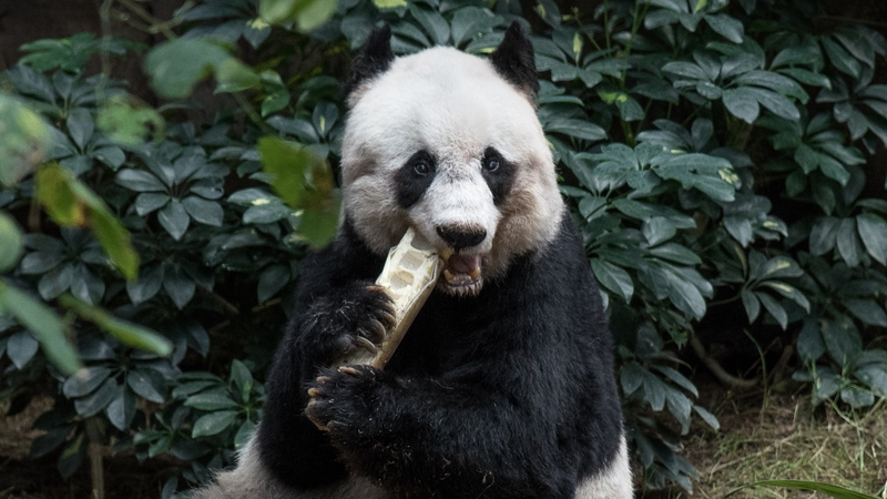 Jia Jia was born in the wild in China's Sichuan province in 1978