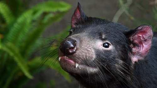Tasmanian devils carry their young in a pouch after birth to complete their development