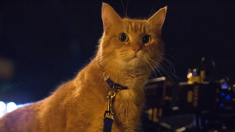 A Street Cat Named Bob
