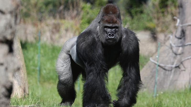 Kumbuka drank 5L of blackcurrant juice during his great escape