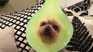 Bindi is a Yorkshire Terrier - she is also an avocado - she does not look impressed! (Pic: Ailbhe Brioscu)
