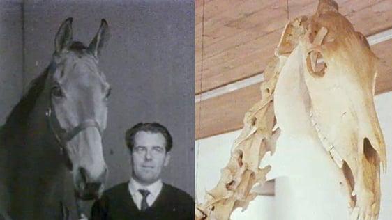 Arkle Racehorse