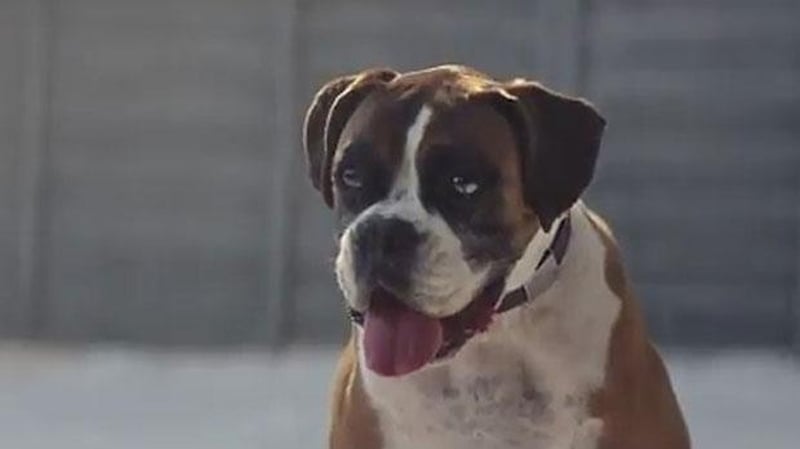 Buster the dog is the star of this year's television commerical