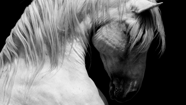 An extract from Orange Horses, by Maeve Kelly