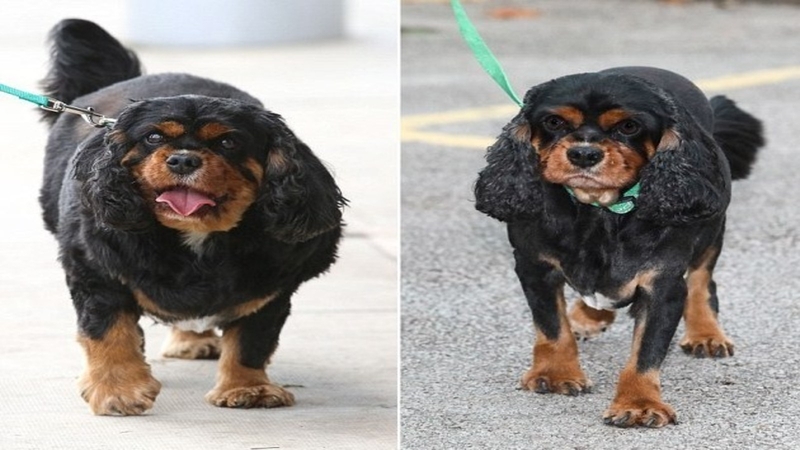 Ten-year-old Oscar once tipped the scales at 3st 6lb (22kg) but is now a trim 2st 1lb (13kg)