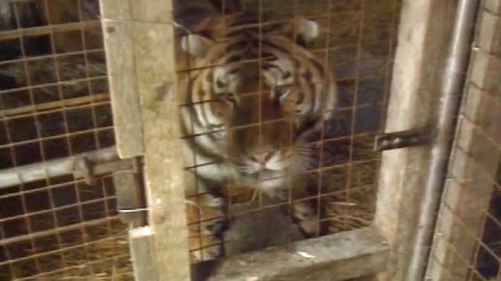 Tigers in Limerick (1991)