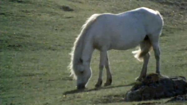 El Blanco, An Capall Bán fiáin.
