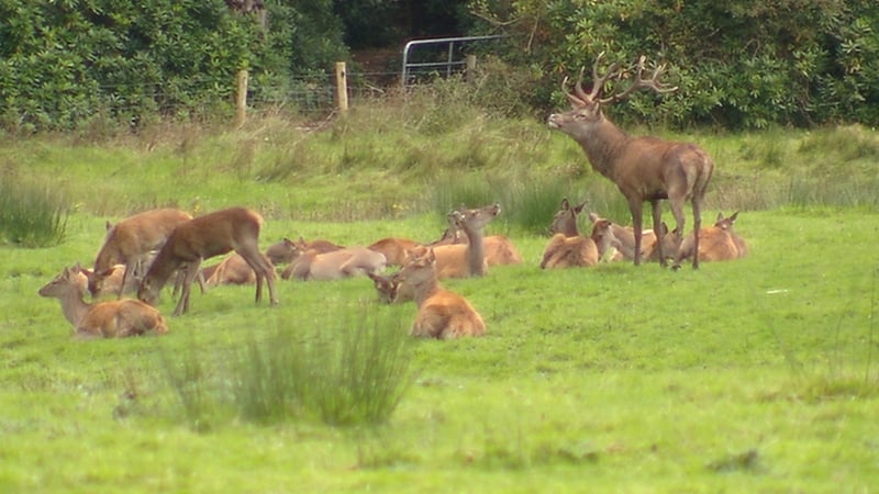 Red deer seen in Killarney National Park