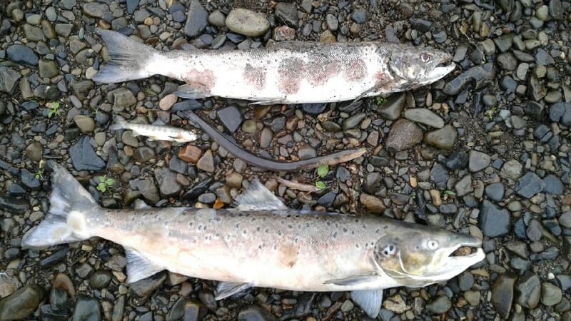 The fish kill occurred on the Owentaraglin River, a tributary of the Blackwater