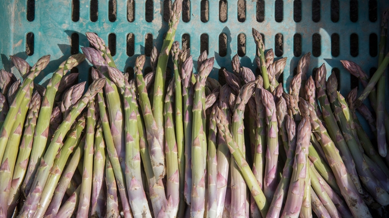 Some people cannot detect any odour in their urine after eating asparagus