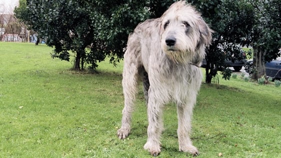 Irish Wolfhound