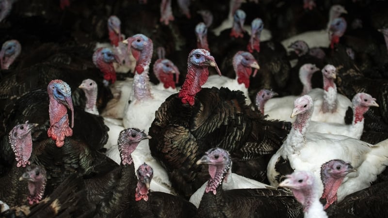 A case of bird flu was confirmed by DEFRA at a turkey farm in the UK