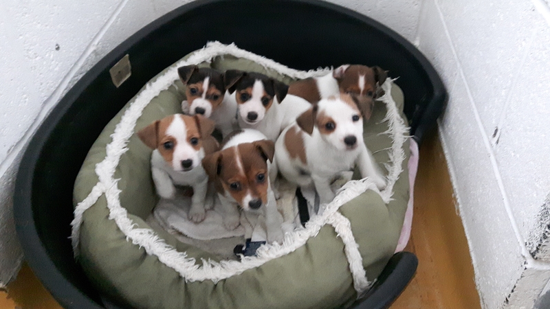 Some of the puppies seized at Dublin Port yesterday