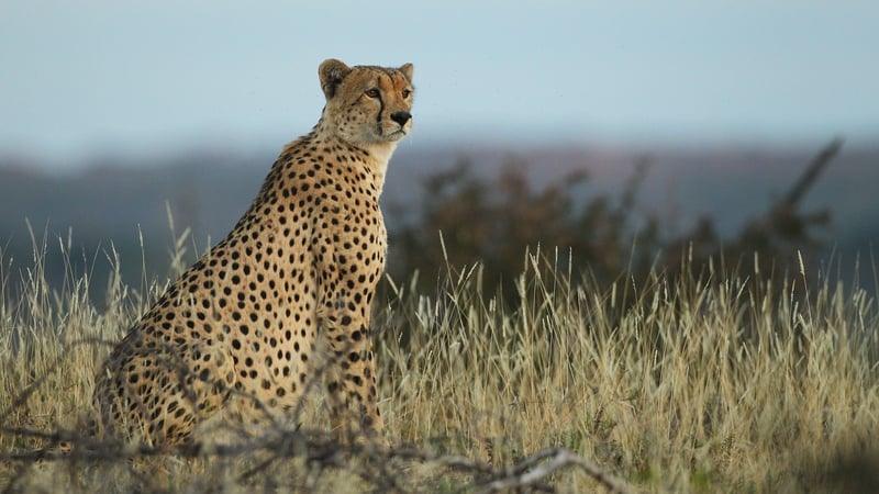 A cheetah pictured at a game reserve in Botswana