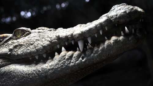 Siamese crocodiles are currently listed as critically endangered on the IUCN's red list